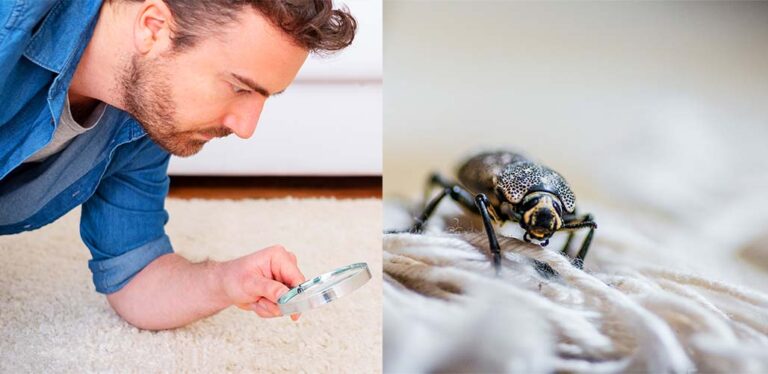 Do Wool Carpets Attract Bugs?