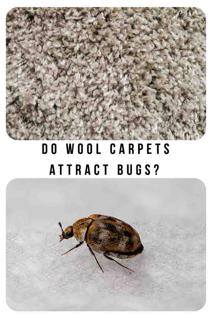 do wool carpets attract bugs