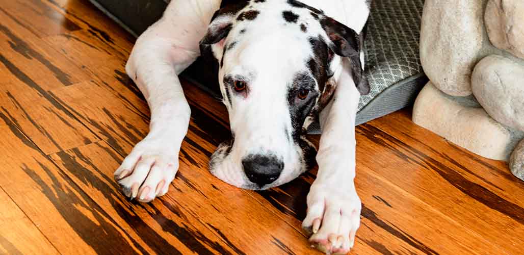 is bamboo flooring good for dogs