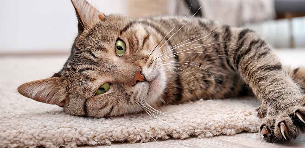 do cats like carpet