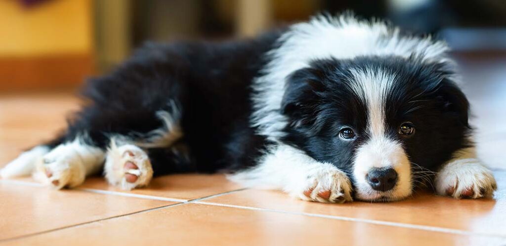 is tile flooring good for dogs